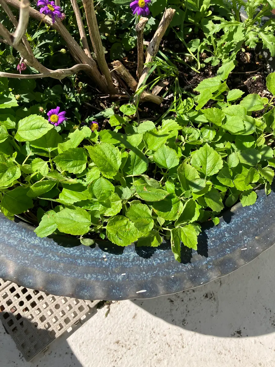 お庭のプランターや花壇に沢山雑草が生えてきました。4月くらい