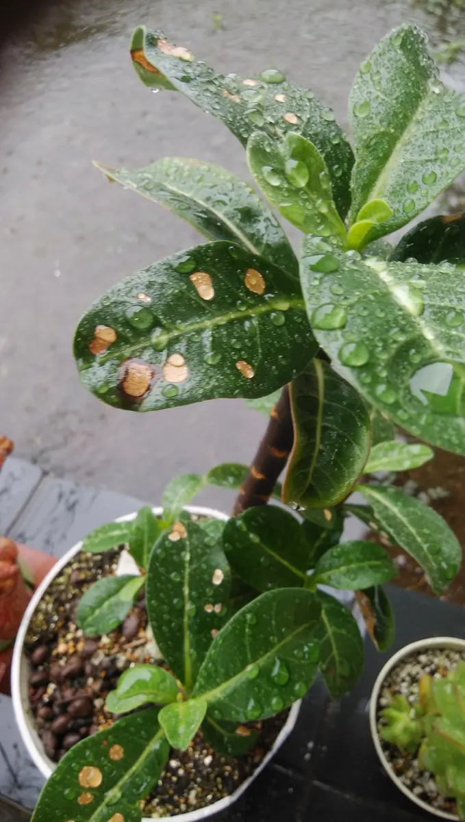 アデニウムを種から育てています。最近葉の表面に茶色の斑点の