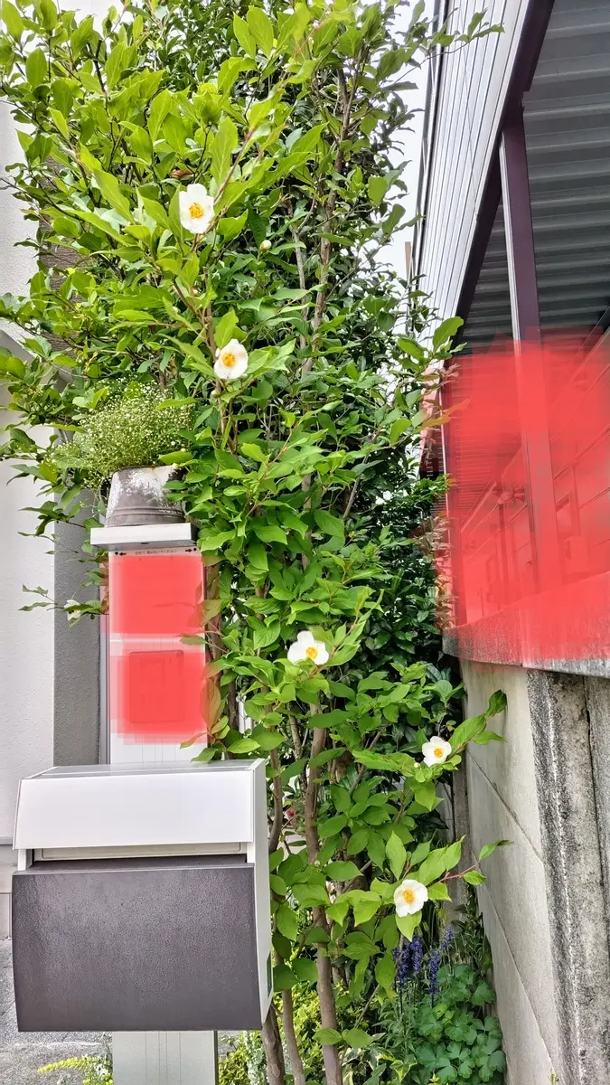 夏椿を植えてから約8年目になります。5月に綺麗に咲いてくれ