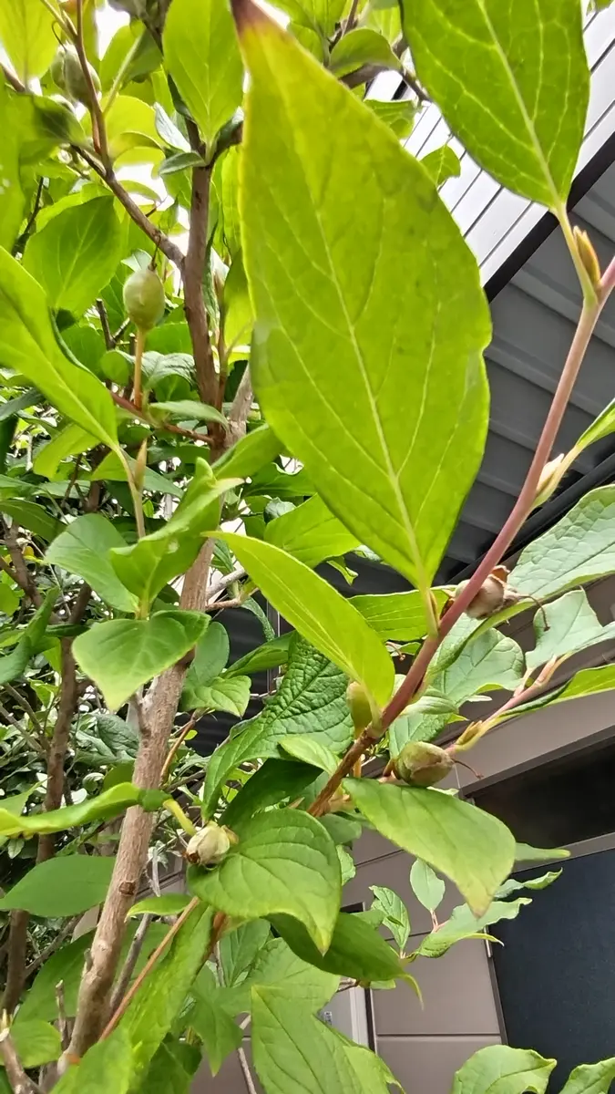 夏椿を植えてから約8年目になります。5月に綺麗に咲いてくれ