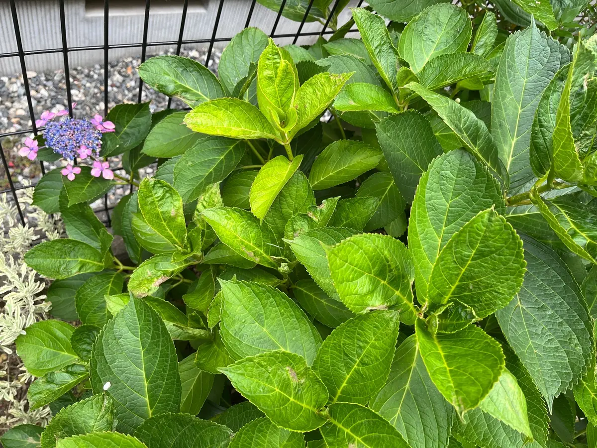 紫陽花 花 が 咲か ない