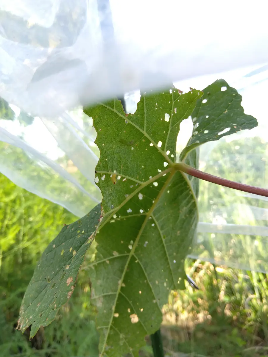 今年春 地植えしたシャインマスカットです最近新芽が出なくな