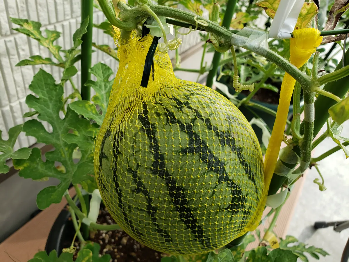 スイカ 小玉 収穫 時期