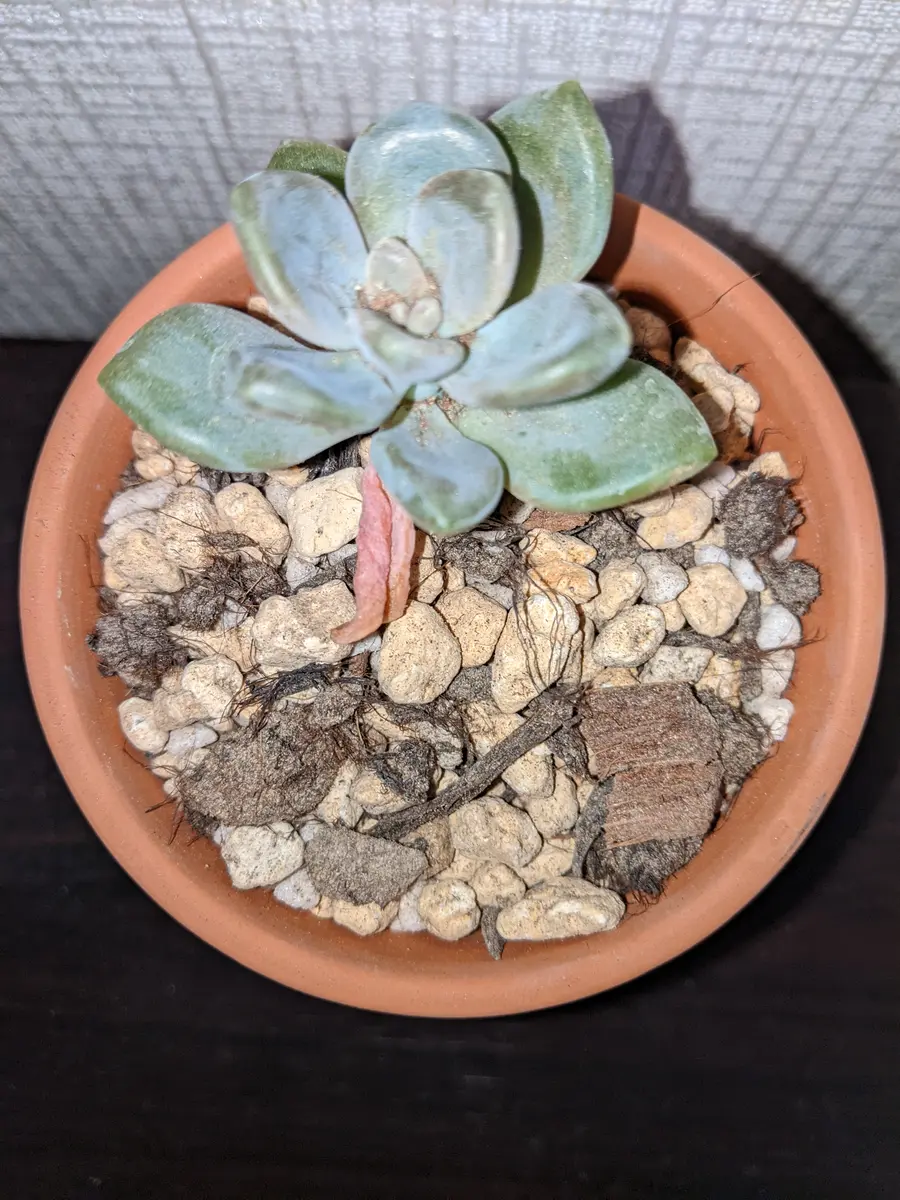 発売中 セダム・ルシダム 'オベスム' 24鉢 土鉢付き 美苗 エケベリア