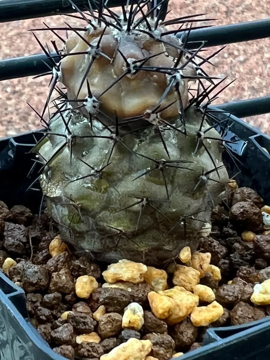 急に、、、、黒王丸の上の方が昨日1日でこんな状態に上の部｜園芸