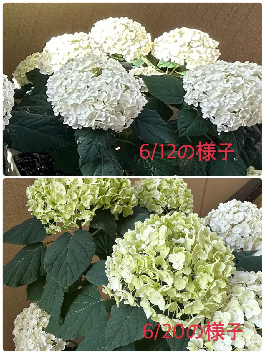 この時期のアナベルはもうドライになっていきますか。鉢植え