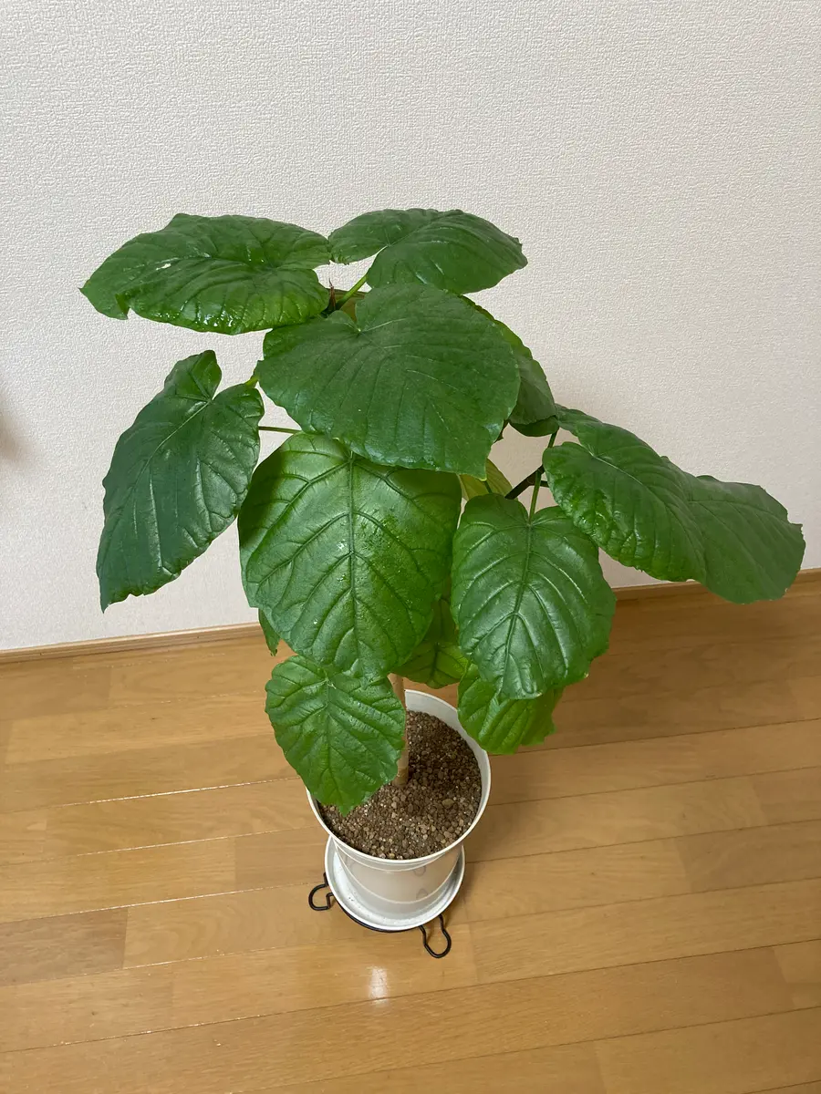 フィカス・ウンベラータの剪定について剪定したところから4本｜園芸