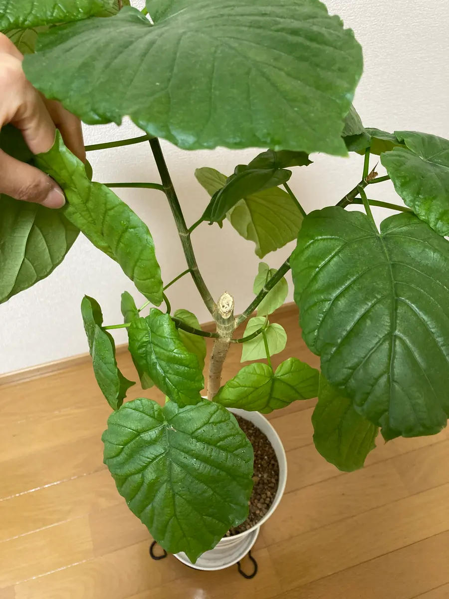 フィカス ウンベラータ 分岐たくさん フィカス・ウンベラータ L | 観葉