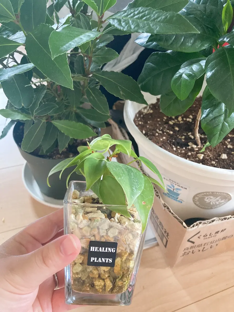 観葉植物の切り株 こんにちは。本日、ホームセンターの見切り品コーナーでお迎え