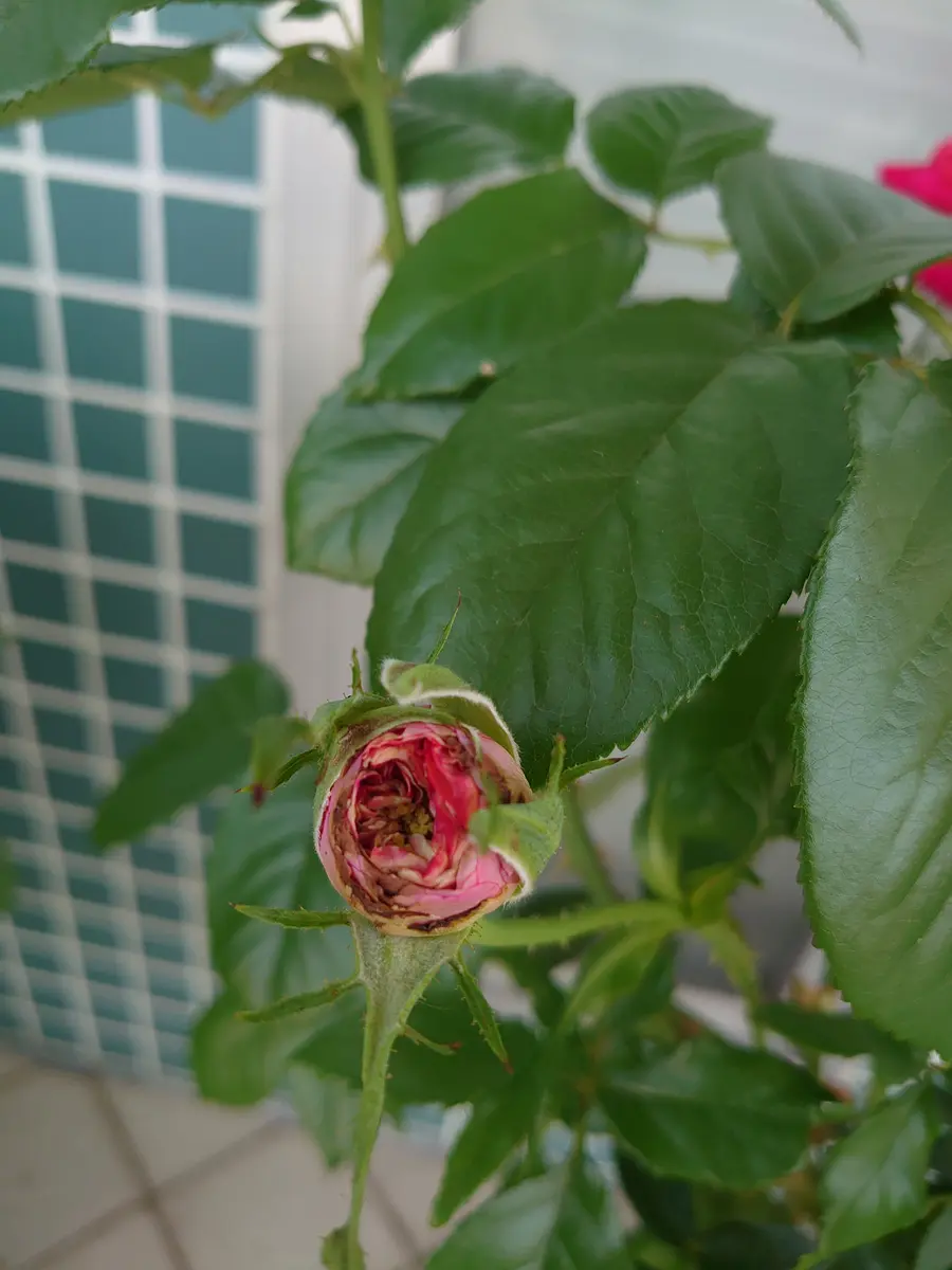 いつもお世話になっております。バラ希望です。新苗から育て｜園芸