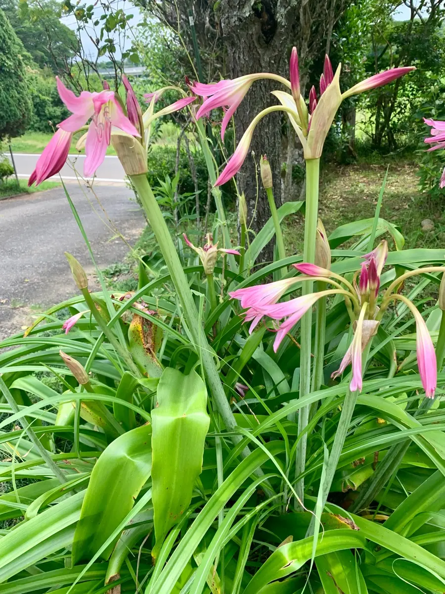 すずらん スーパーディオAF27 太足