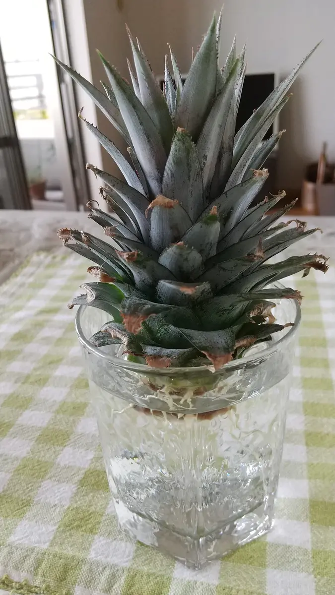パイナップル株植物