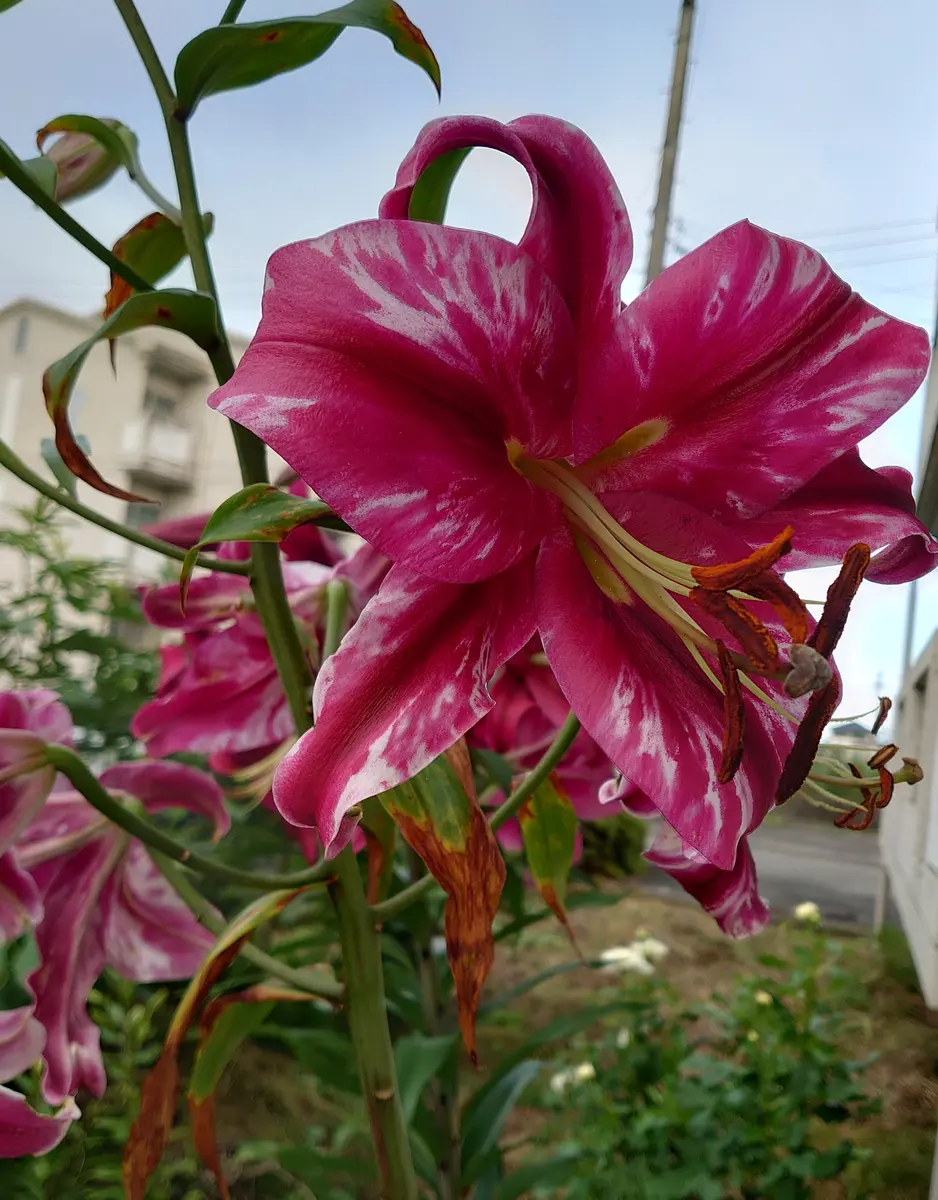 今年もオリエンタルリリーが咲き始めました｡画像の花ですが､昨 