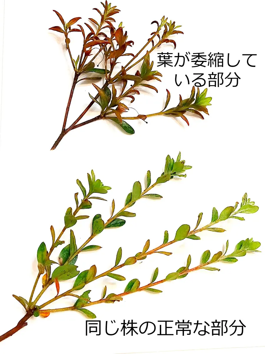 ツツジ の 挿し木