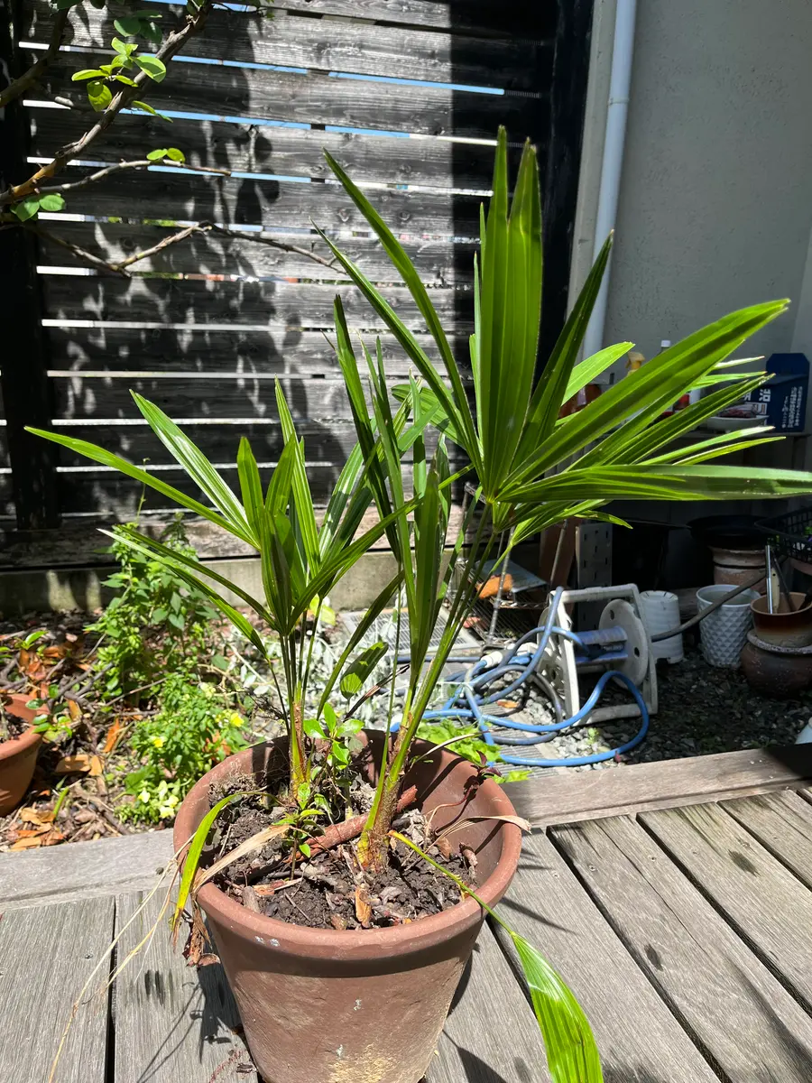 シュロの木 2.5M