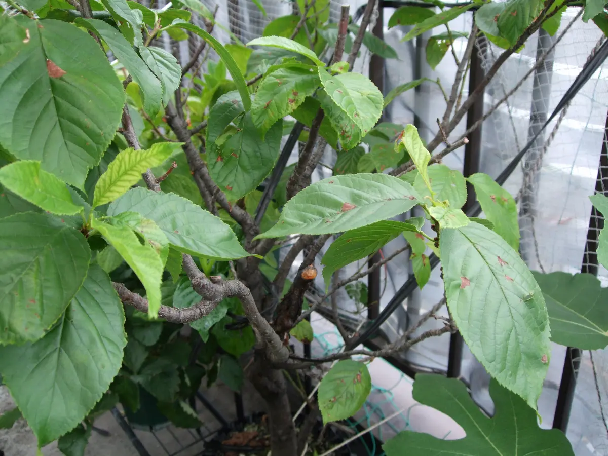 いつも、アドバイスをありがとうございます。屋上の暖地桜桃に