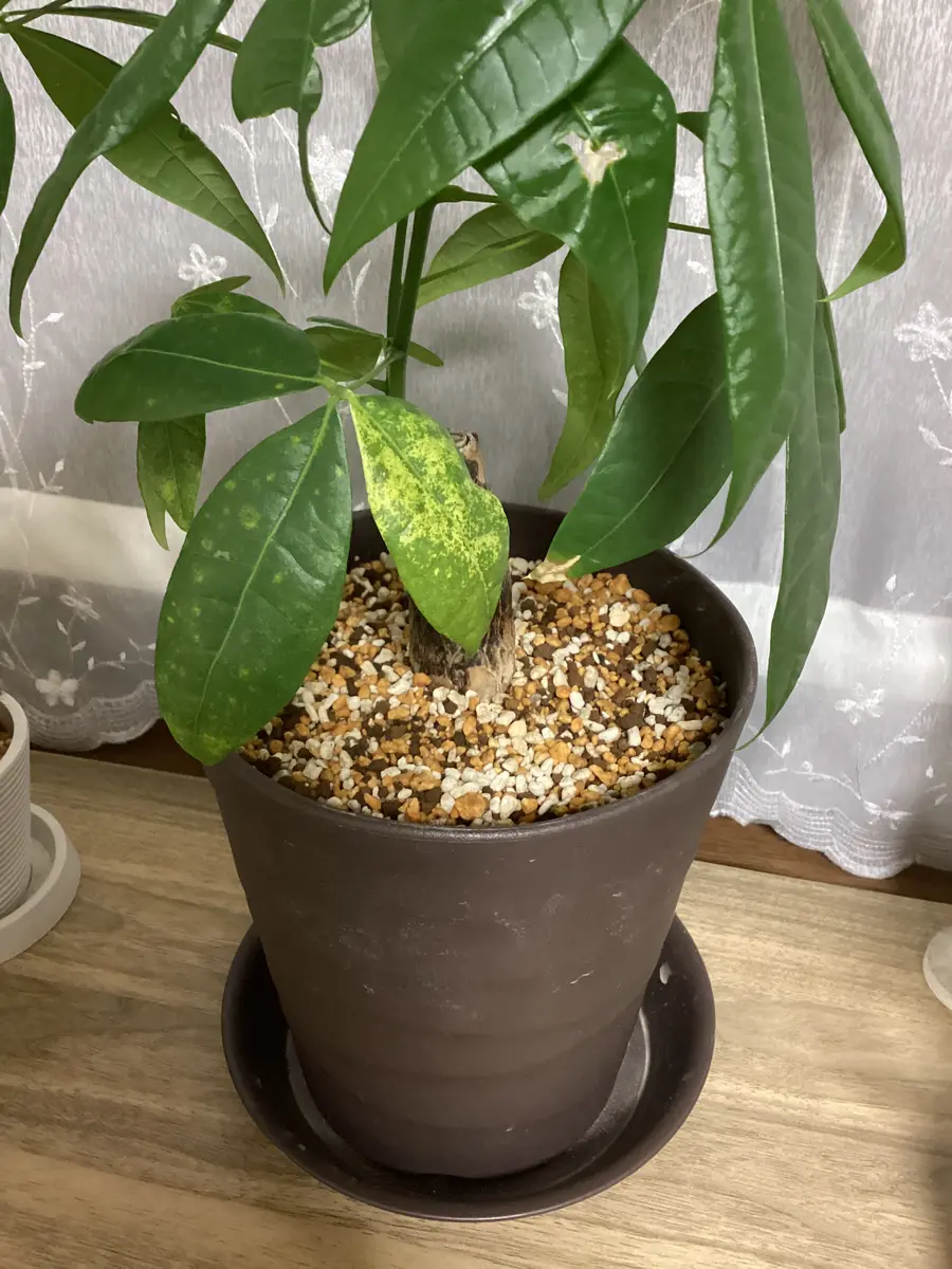 今年の5月初めに買ったパキラの葉について質問です。下の方の｜園芸