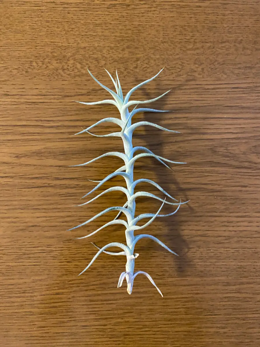 チランジア アルビダ Tillandsia ティランジア 6aa0c0af907fc3dd5e9b4efe7e0f8b