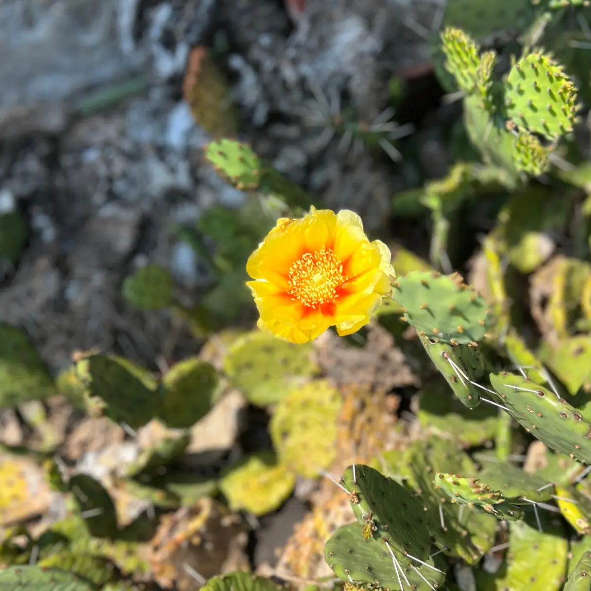 多肉植物　花サボテン　ミカン様 リクエスト 4点 まとめ商品 多肉植物 花サボテン ミカン様 リクエスト 4点 まとめ商品 多肉植物 花
