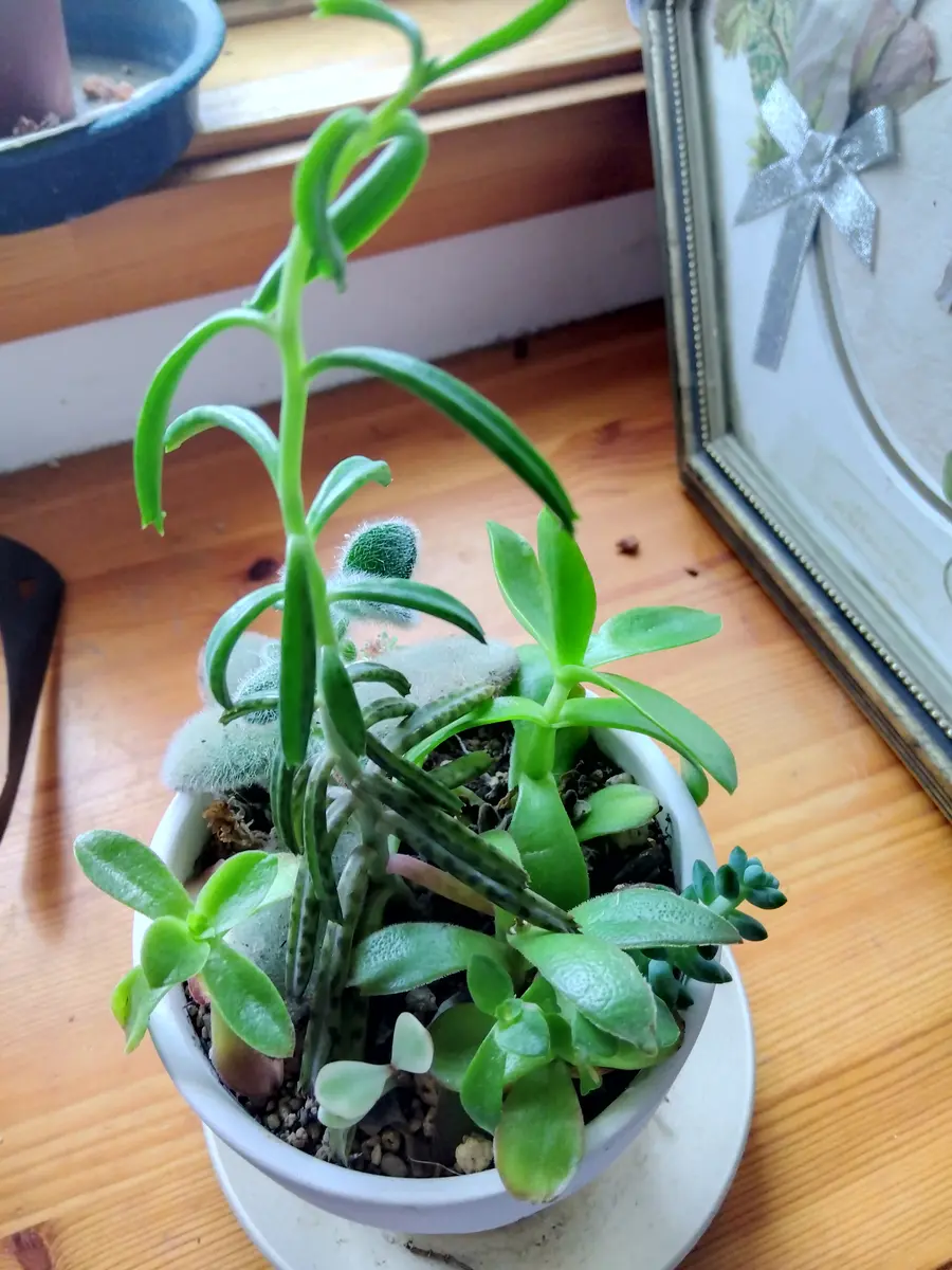 お尋ねします数ヶ月前に多肉植物の寄せ植えを購入しました