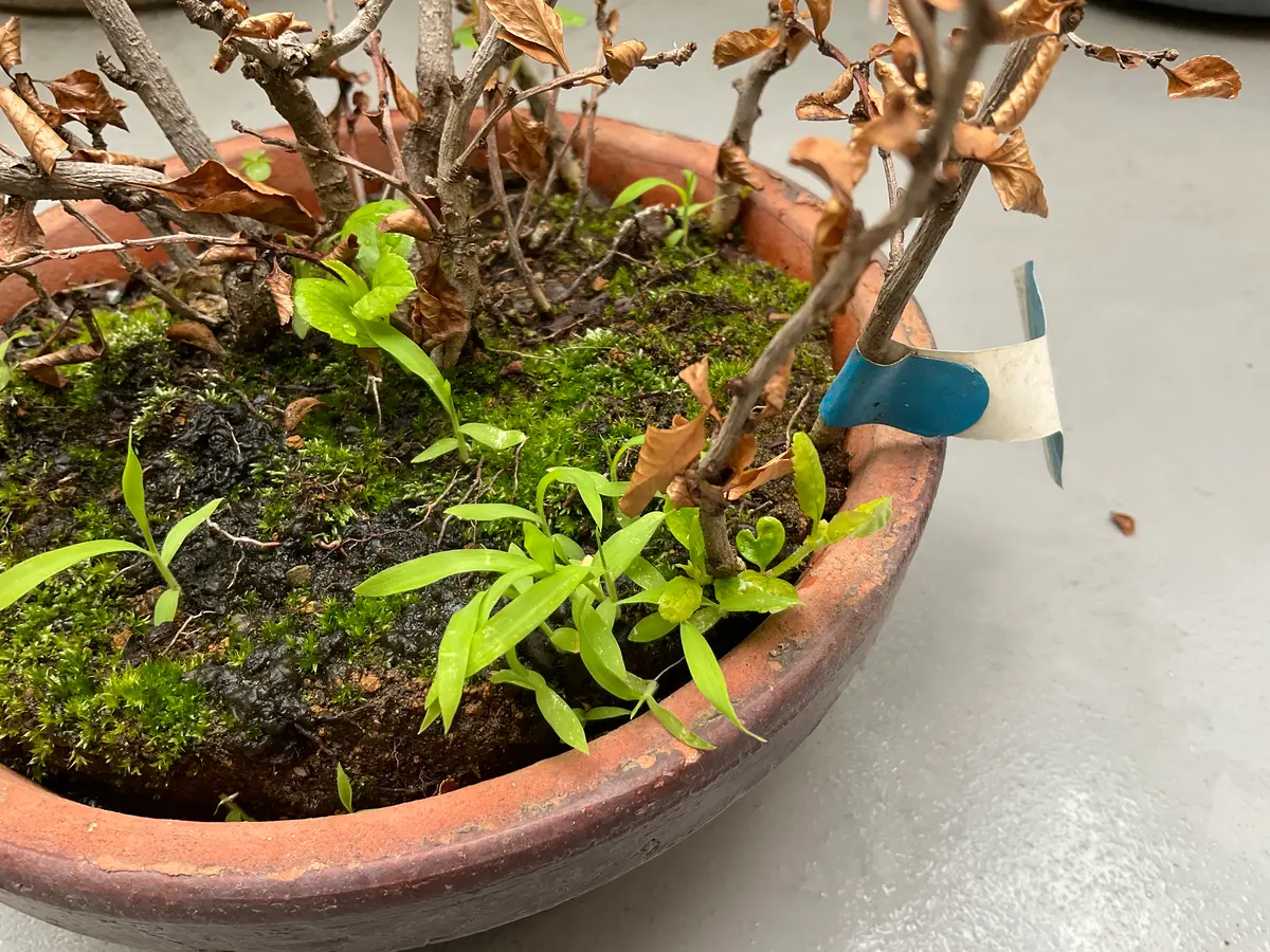 枯れてしまったボケの新芽？を生かす方法ボケというか草ボケ｜園芸