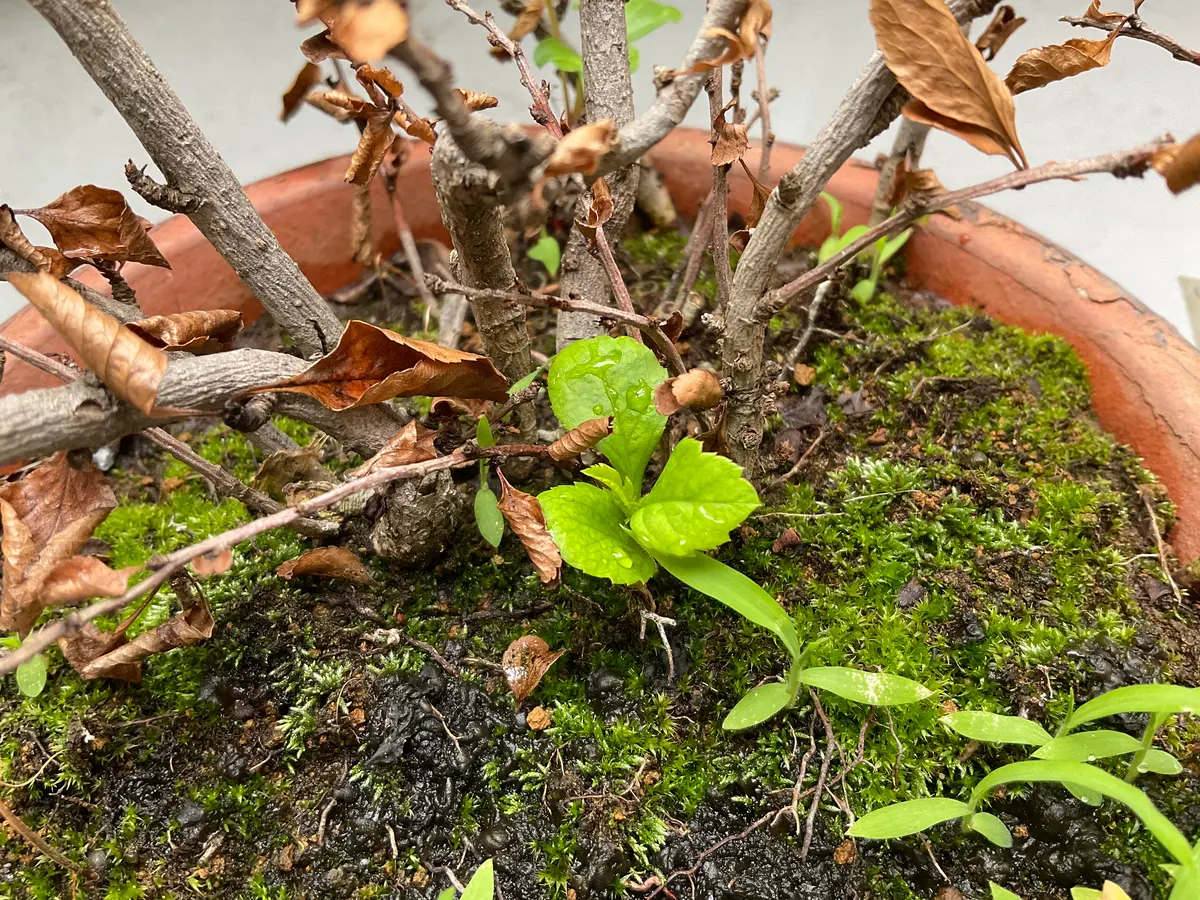 枯れてしまったボケの新芽？を生かす方法ボケというか草ボケ｜園芸