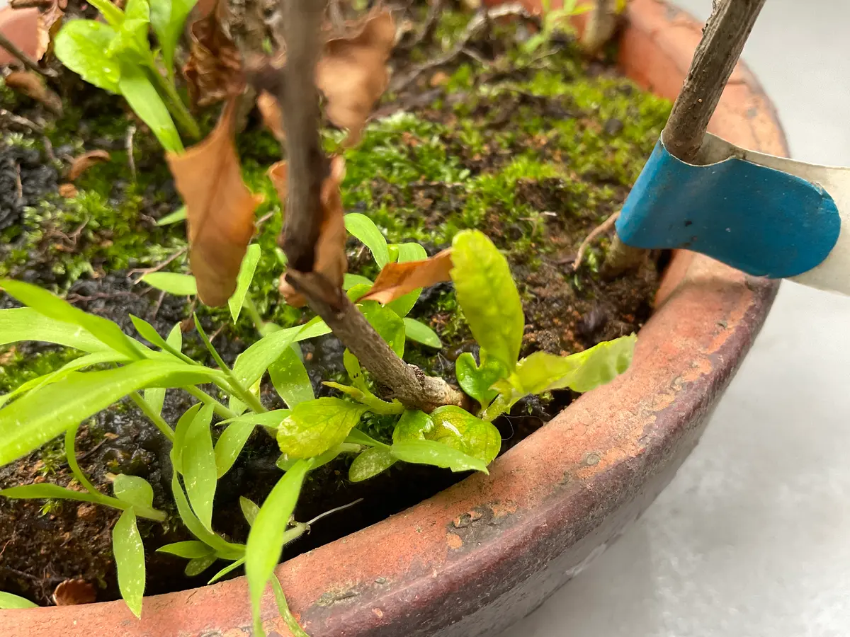 枯れてしまったボケの新芽？を生かす方法ボケというか草ボケ｜園芸