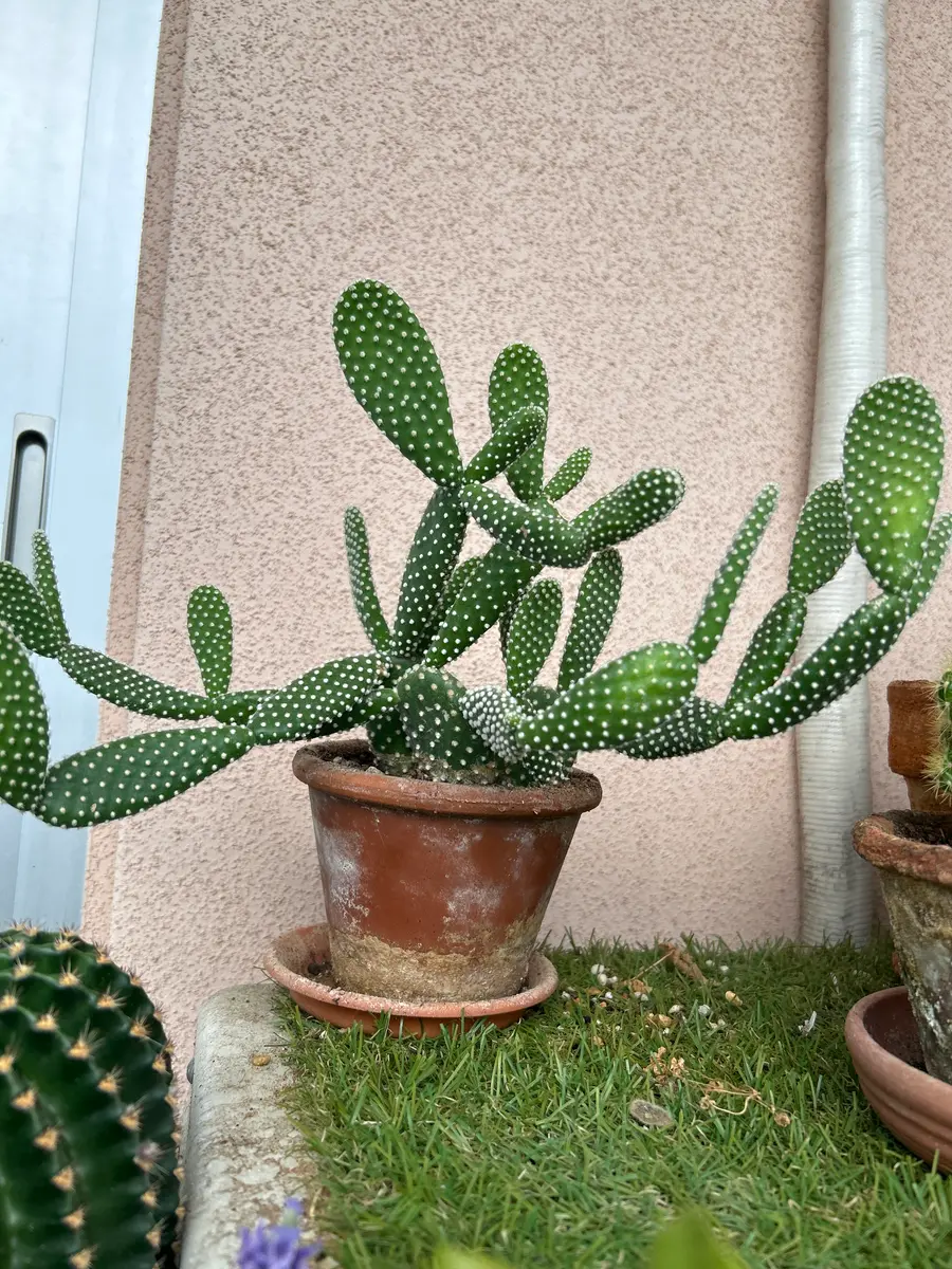 花 サボテン 9fa46120-e996-43fd-b6be-