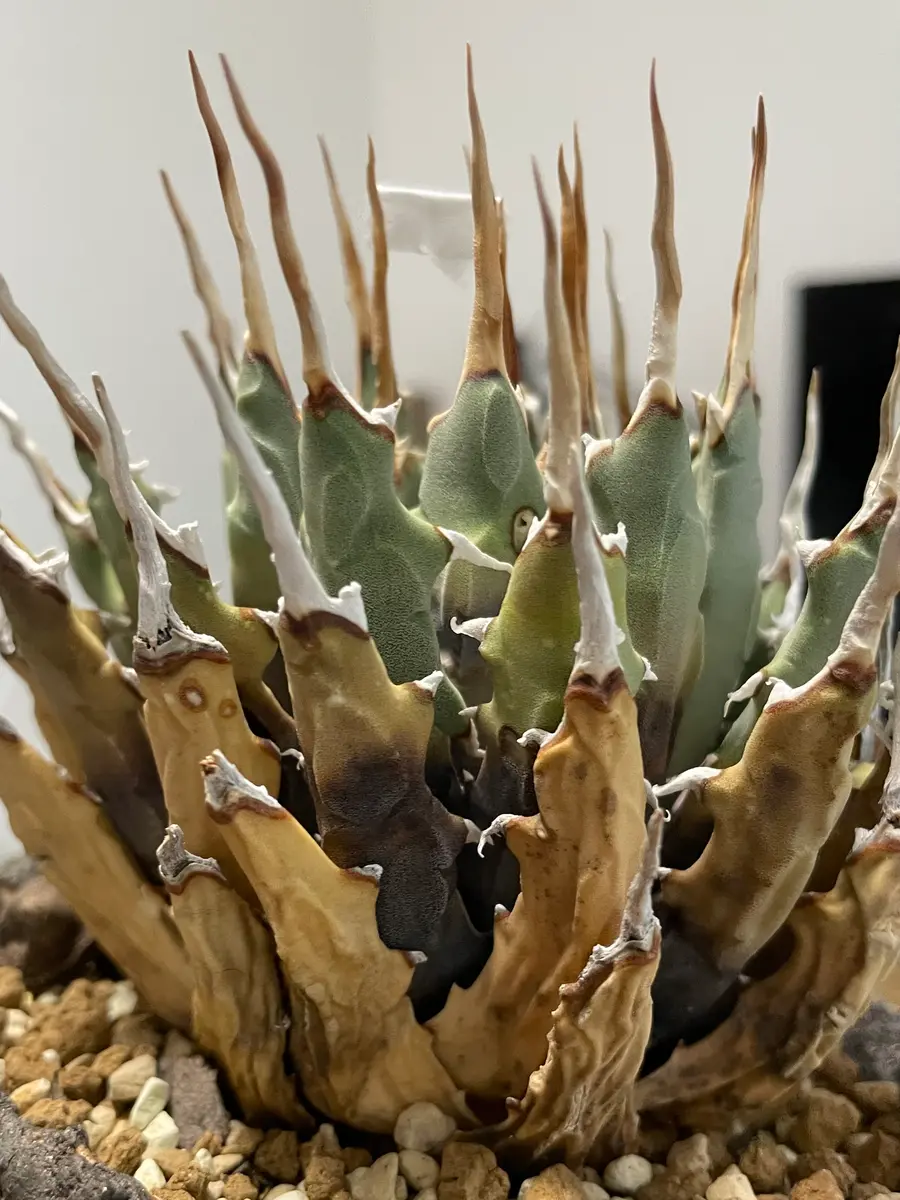 発根済み】アガベ・ユタエンシス・ネバデンシス 特注カラー伝市鉢付き