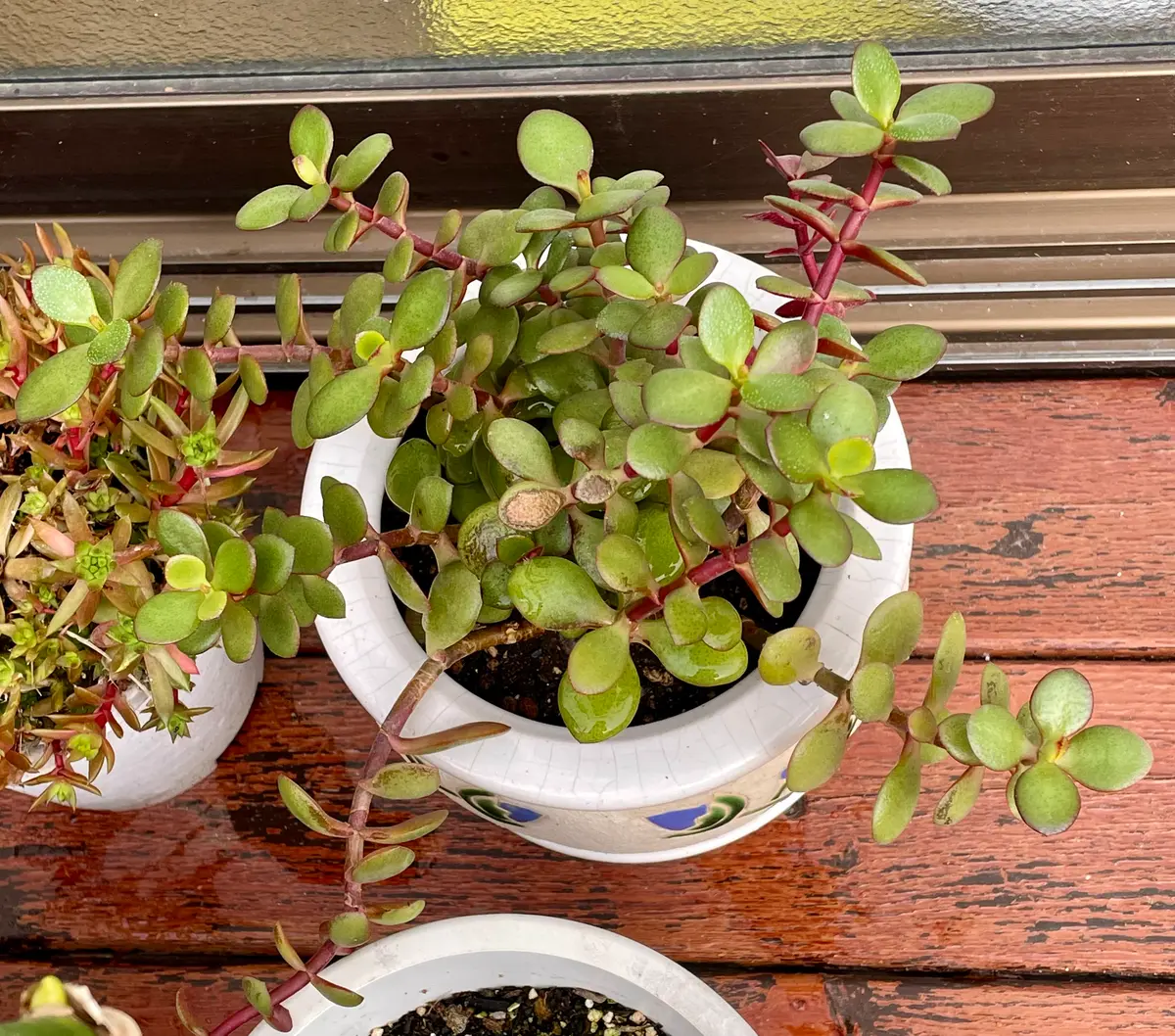 先日亡くなった親族の植物を引き取って育てようと思うのですが 