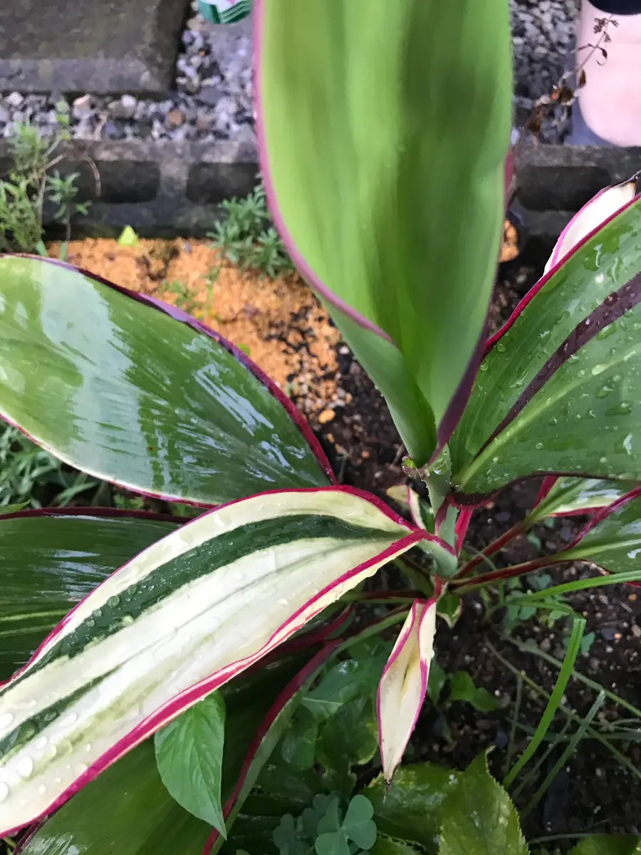 切り花にはいっていた葉を挿し木しましたが名前分かる方いたら