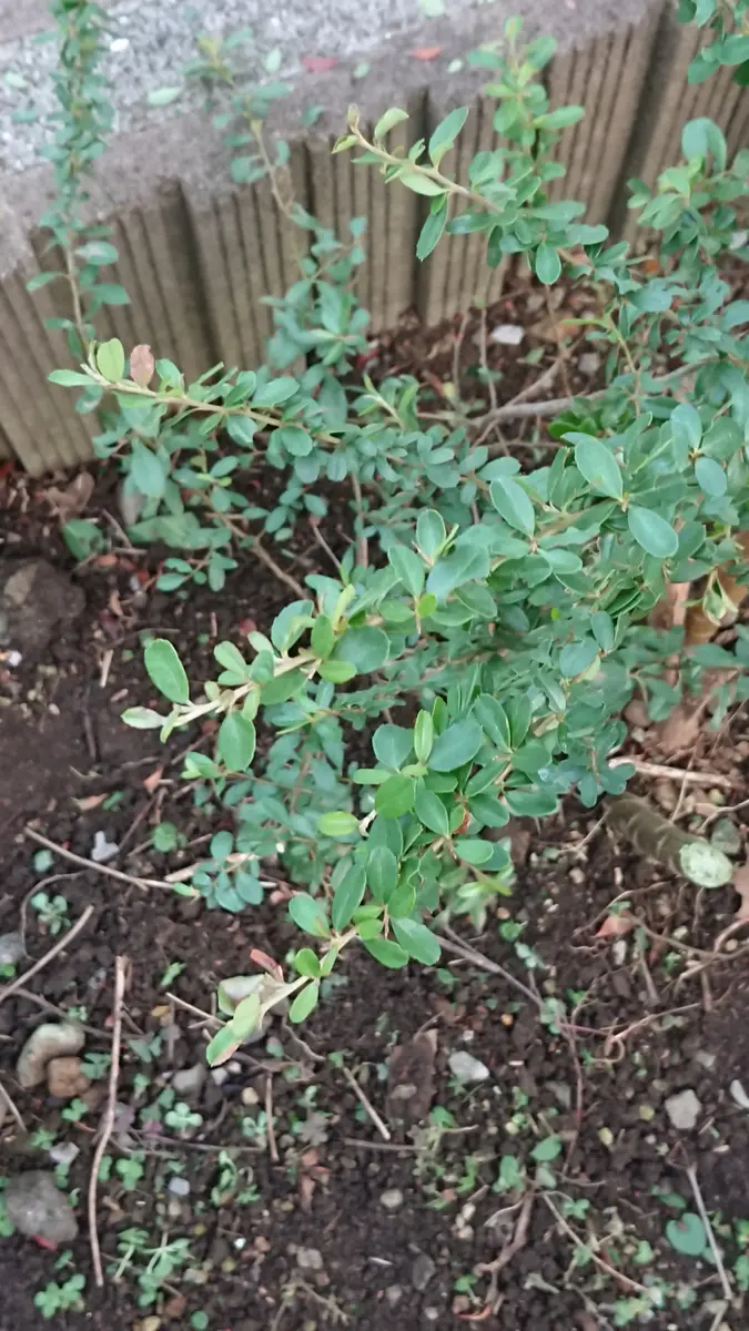 この植物を教えてください。チェリーセージの挿し木だと思って