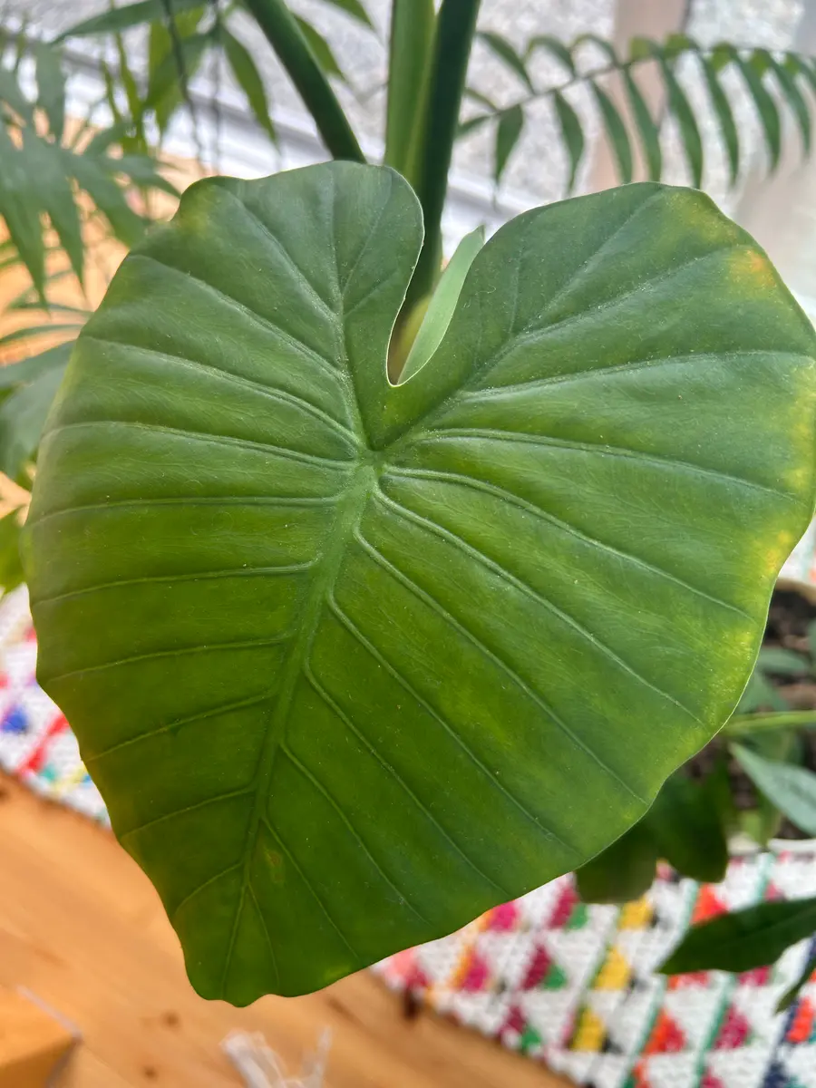 クワズイモです。どうしたのかな？何を訴えてますか？｜園芸相談Q＆A