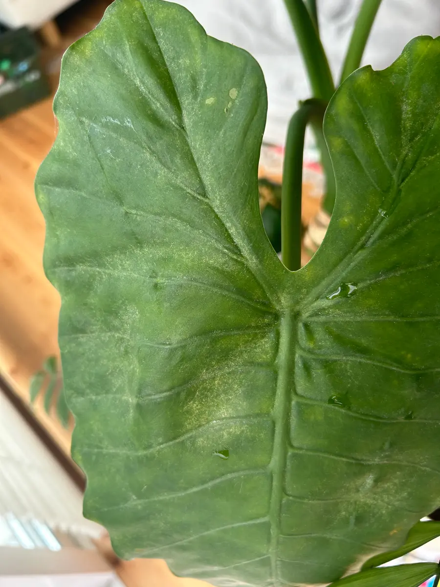 クワズイモです。どうしたのかな？何を訴えてますか？｜園芸相談Q＆A