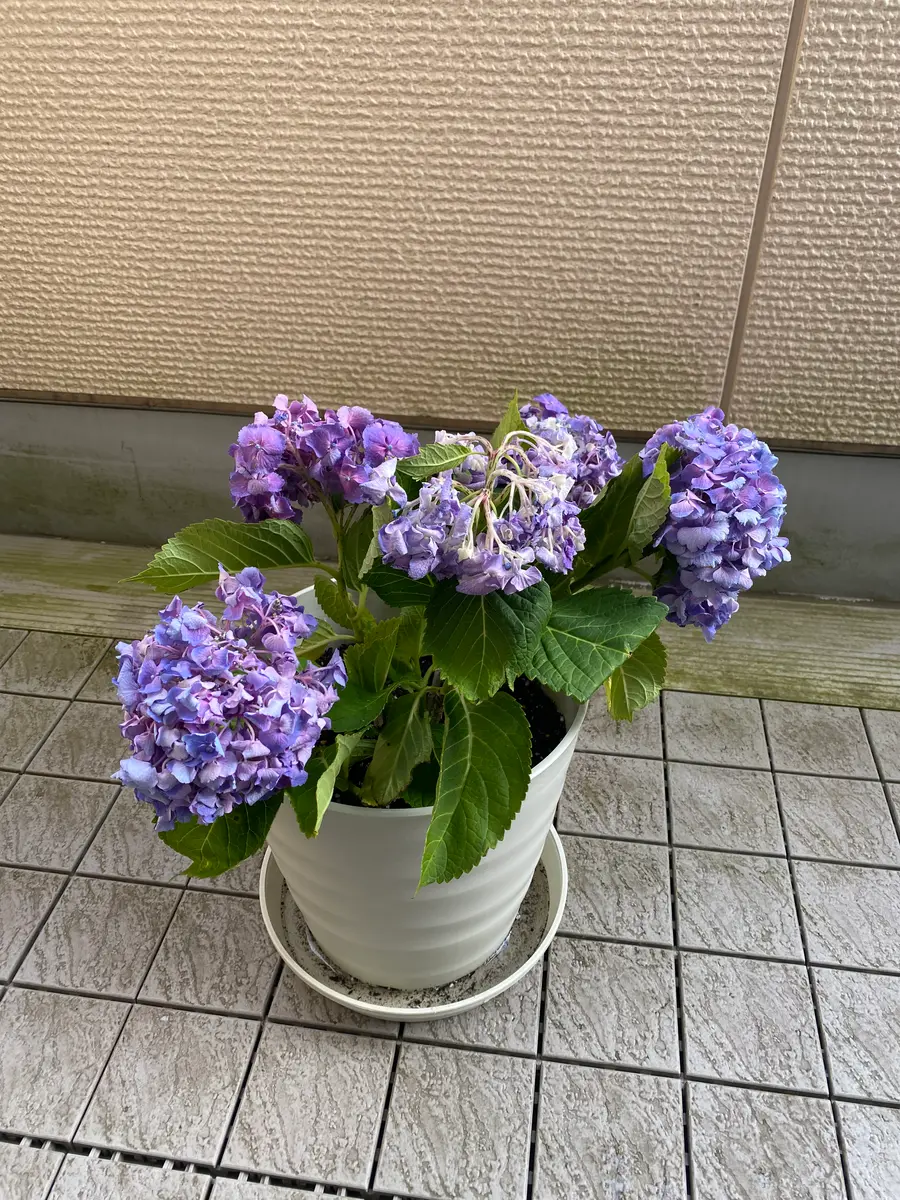 園芸初心者です。アジサイの挿し木？の方法。挿し木を頂き、鉢