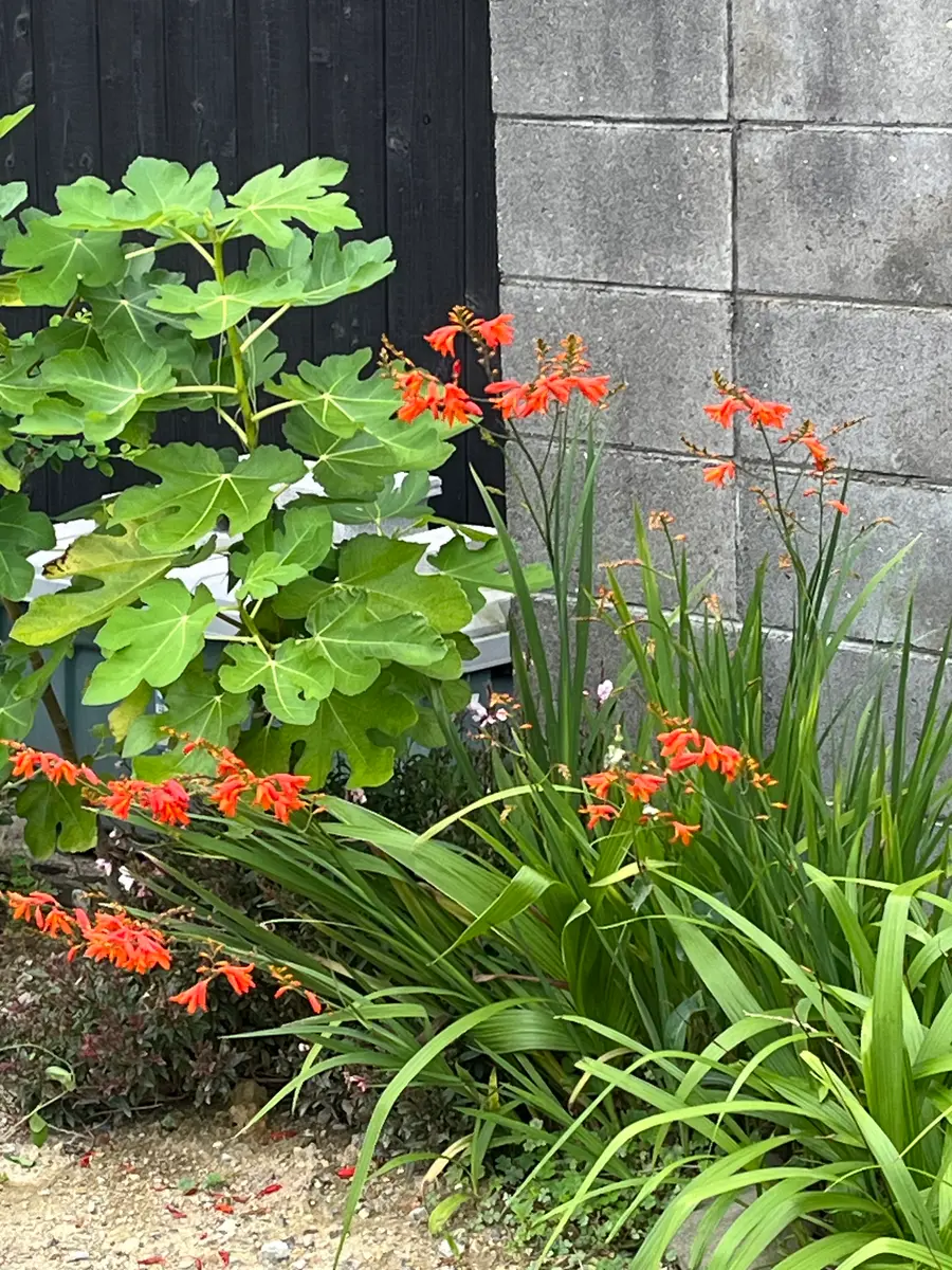 このお花の名前が知りたいです。ご近所の方にこのお花のピンク
