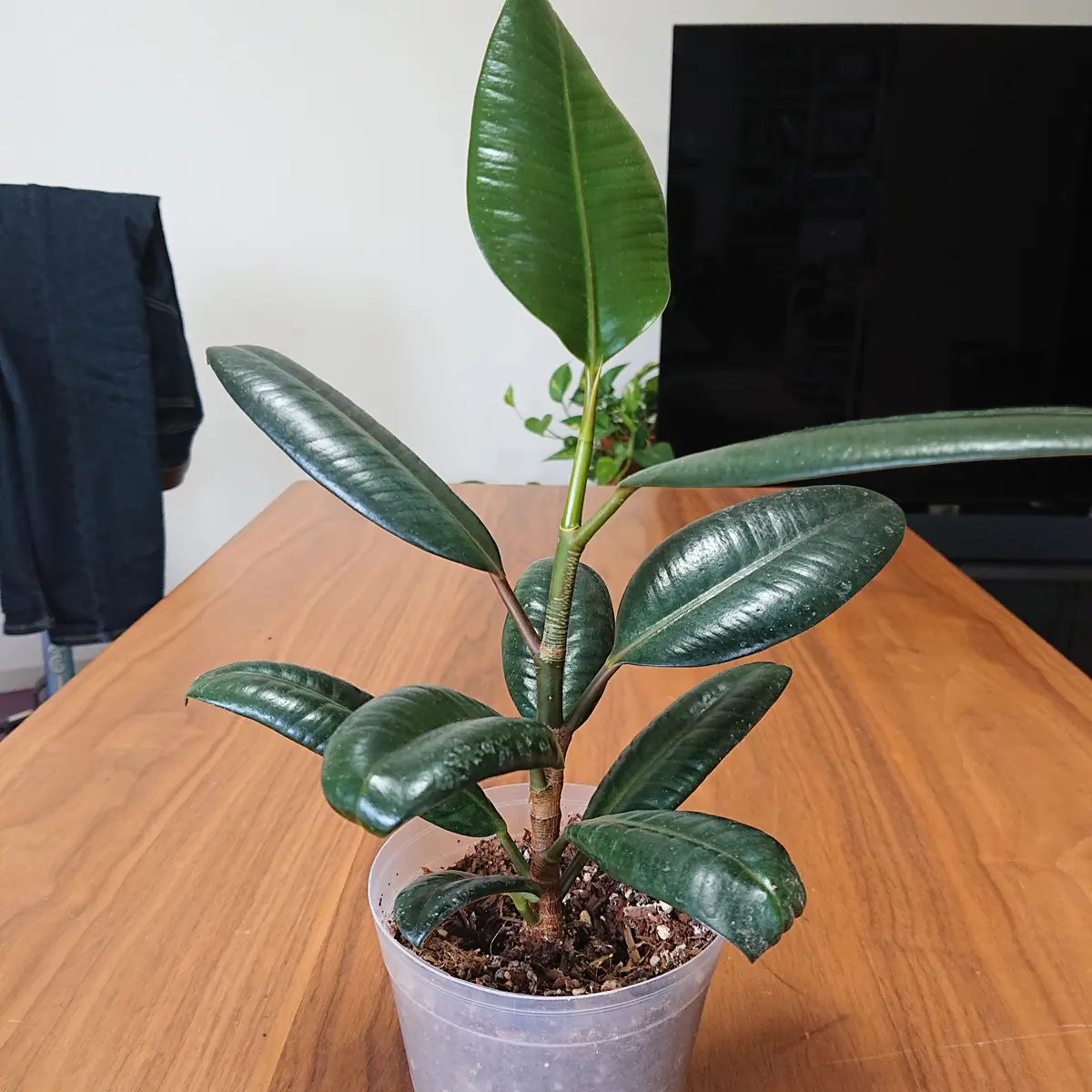 2024.3/29に300円で買ったゴムの木です。買ったあと、鉢をかえ
