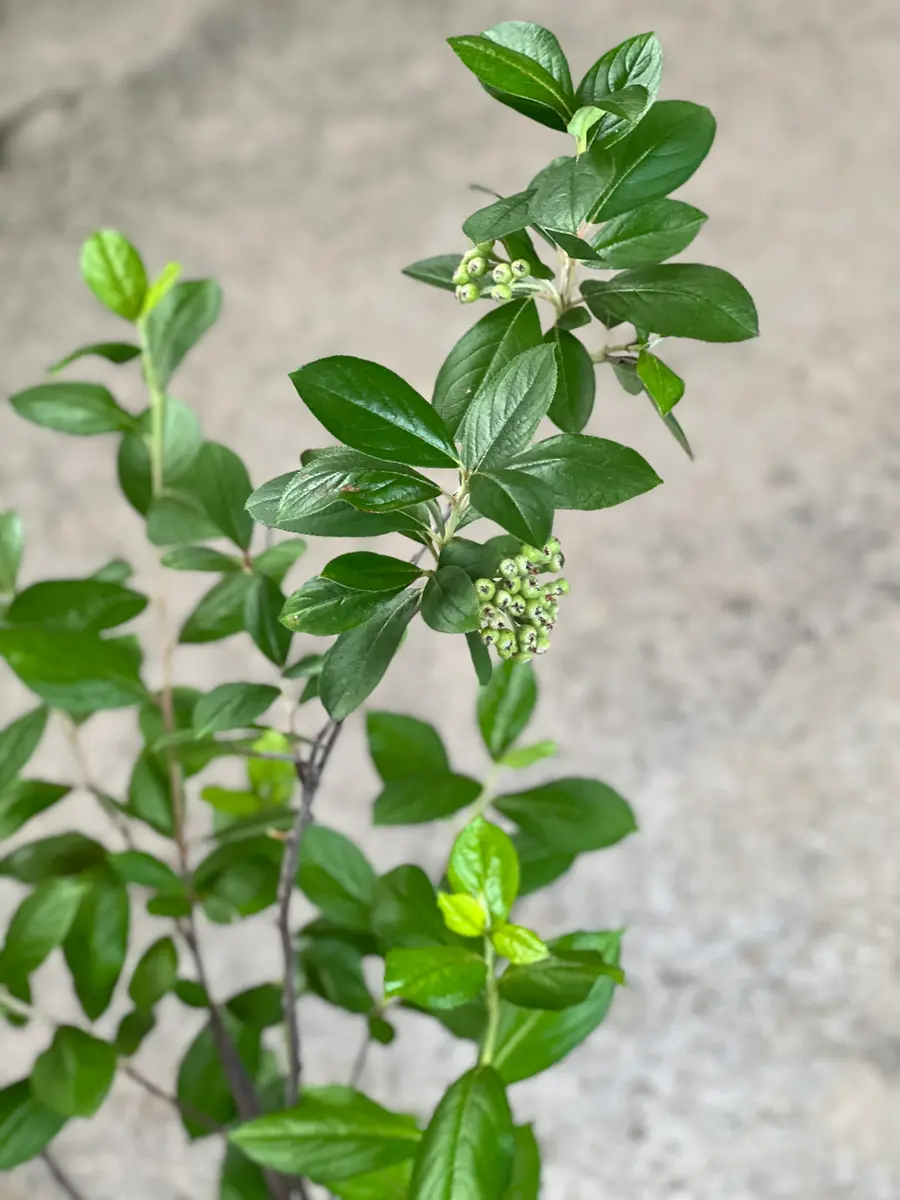 この木なんの木気になる木…教えてください！葉っぱは5センチく