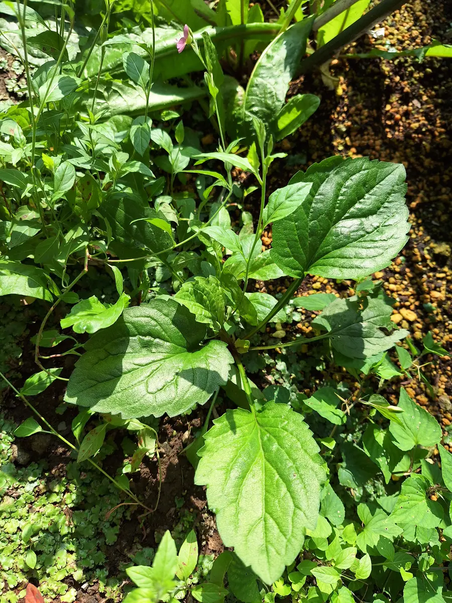 初めて投稿します。この植物の名前を教えてください。添付写｜園芸