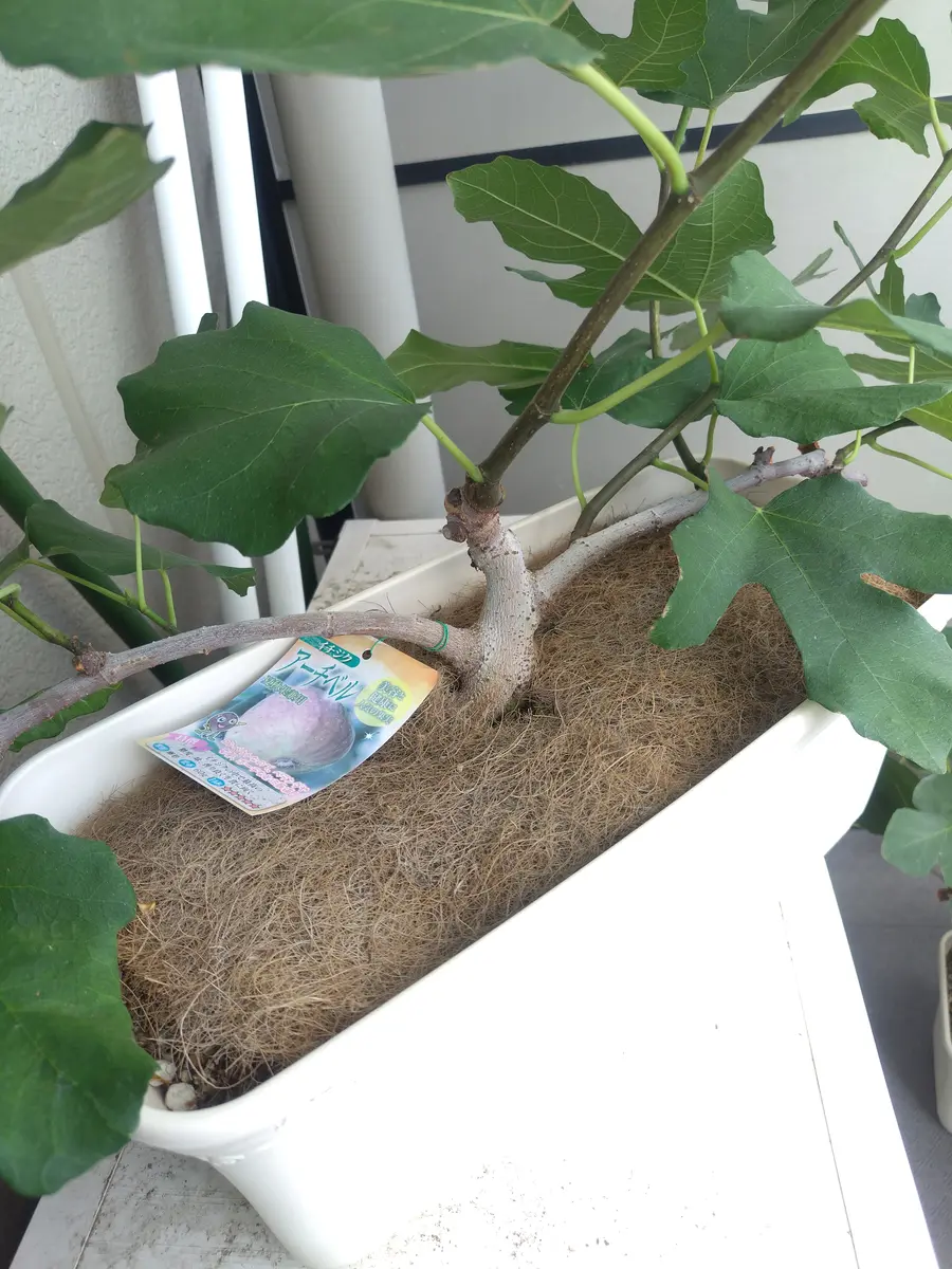 果樹園様専用出品