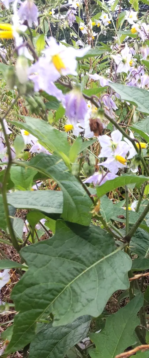 お世話になります。山野草なのか、お花屋さんで売られているの