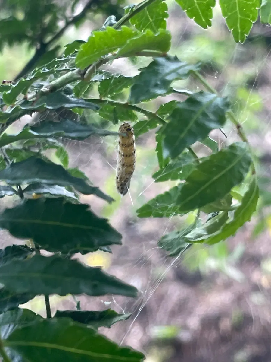 桑の木の下 山椒の木を植えたところ大量の写真の虫が営巣？し