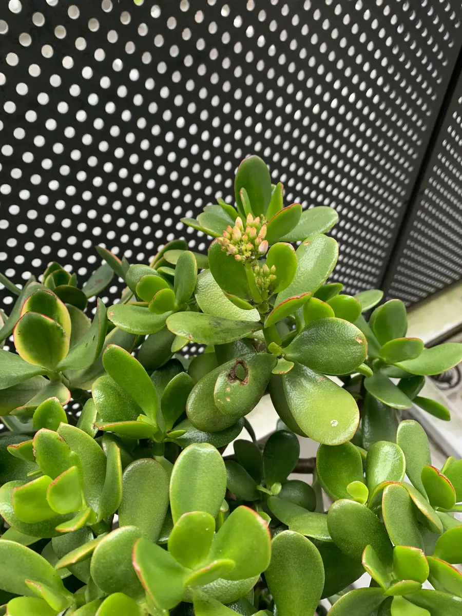 新品同様 金のなる木です。今年1月に数本花が咲きましたがまた蕾が出来て その他