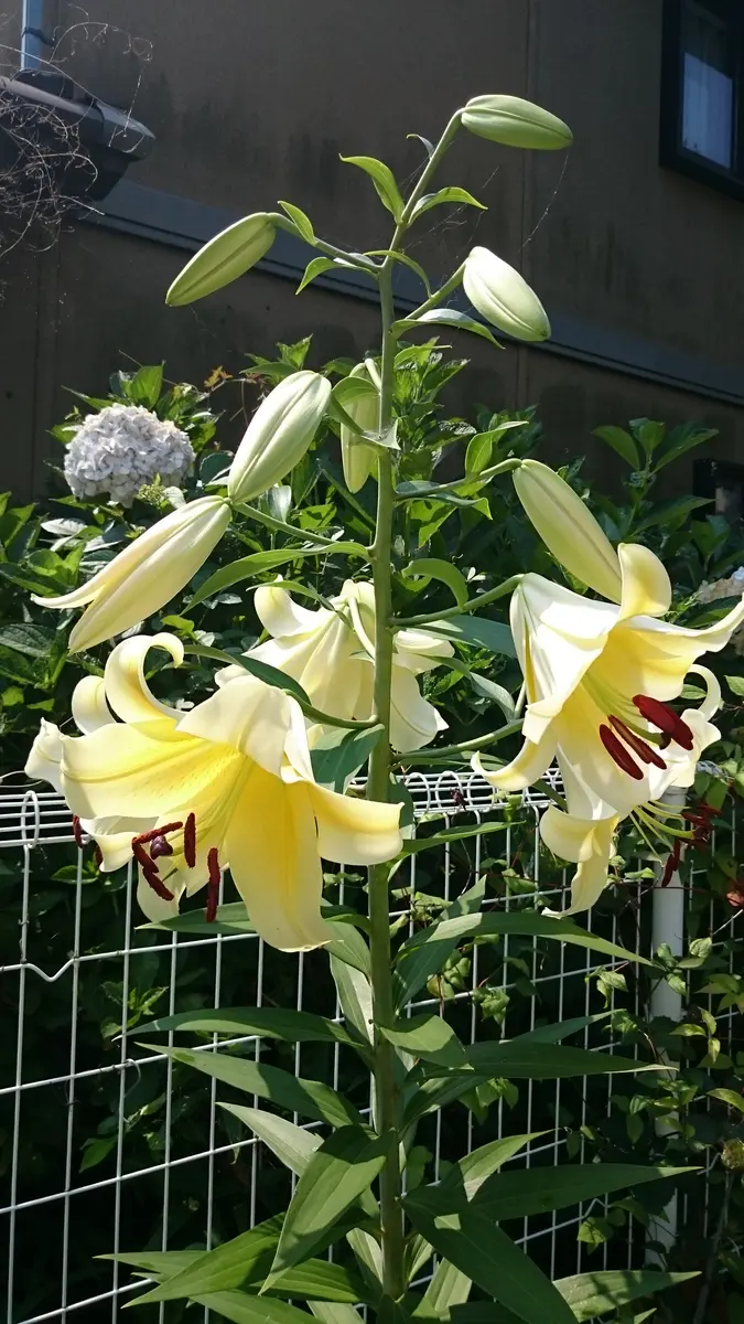 百合の花の色が変わってしまいました。某園芸店で黄色のカサブ