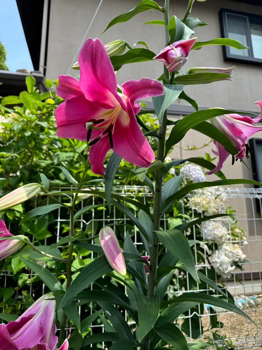 信州産 カサブランカ 白・濃い桃色 花