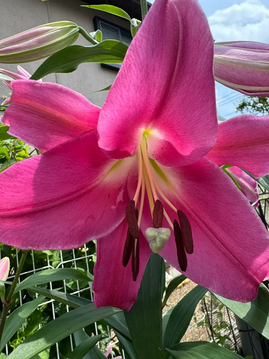 百合の花の色が変わってしまいました。某園芸店で黄色のカサブ