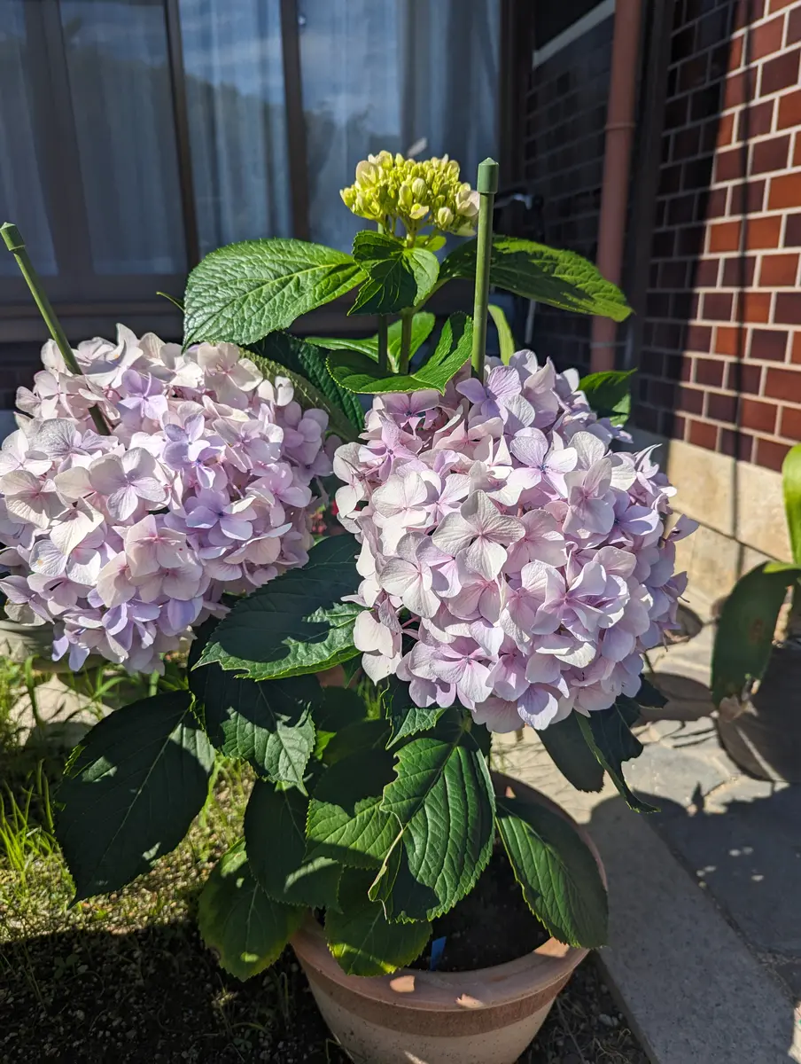 も*子様 【訳あり品】　アジサイ　育成用株　4寸22ポット　紫陽花 霧島の恵 も*子様 【訳あり品】 アジサイ 育成用株 4寸22ポット 紫陽花