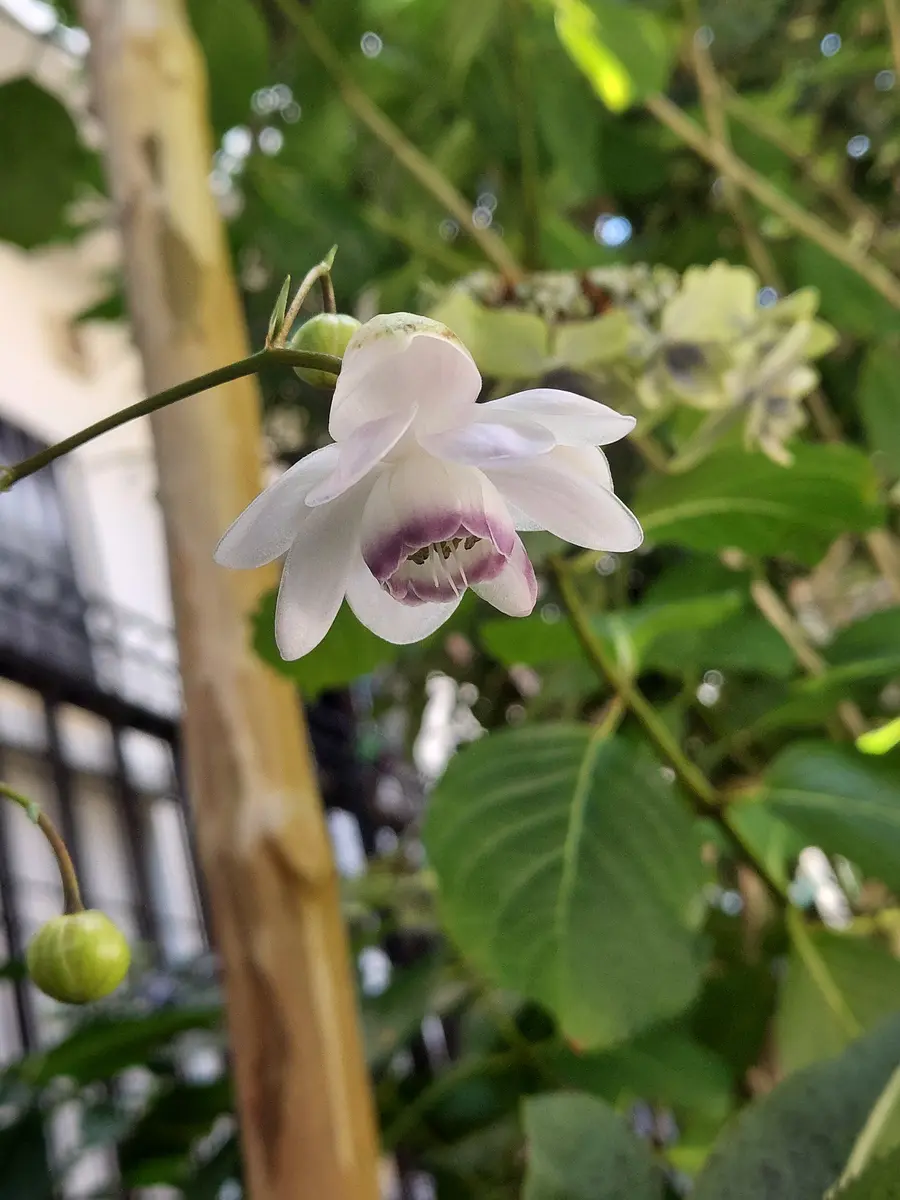 img_cache_q_37257_1_1721524118