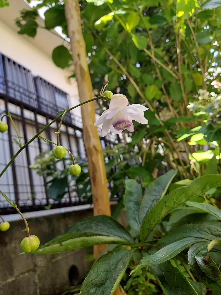 園芸の通販で山野草のレンゲショウマの苗を購入して横浜市の自