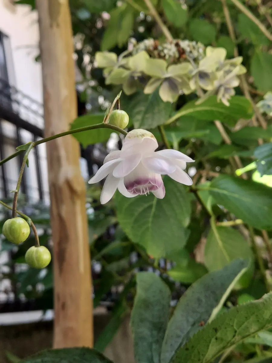 園芸の通販で山野草のレンゲショウマの苗を購入して横浜市の自